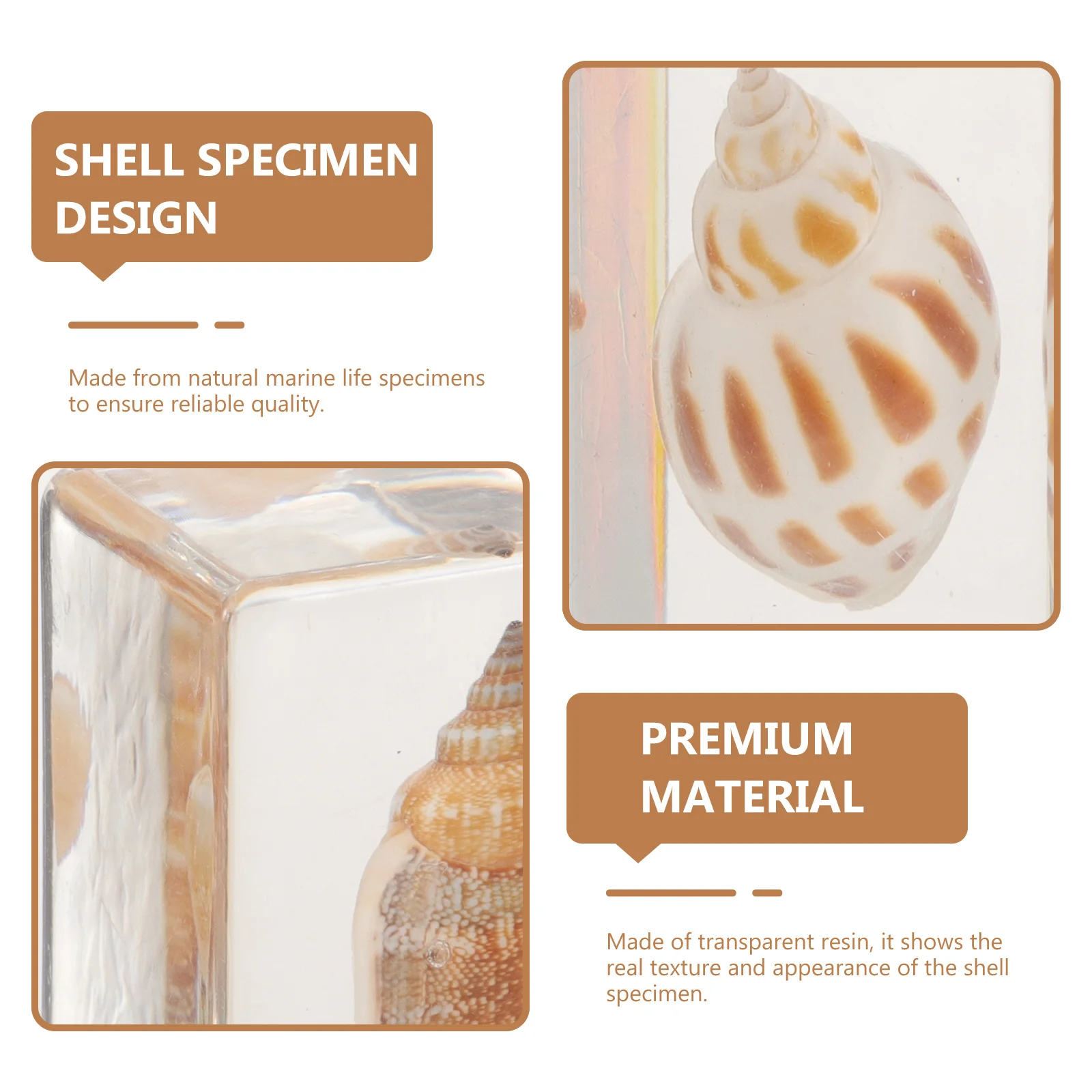 

6Pcs Seashell Resin Specimen Biological Decor Desktop Ornament Multi-Function Resin for Collection Teaching Aid Indoor