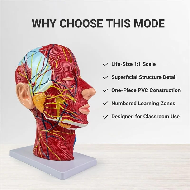 Life-Size Human Anatomy Model Of The Head And Neck, Detailed Neurovascular And Muscular Structures, 81 Labeled Parts