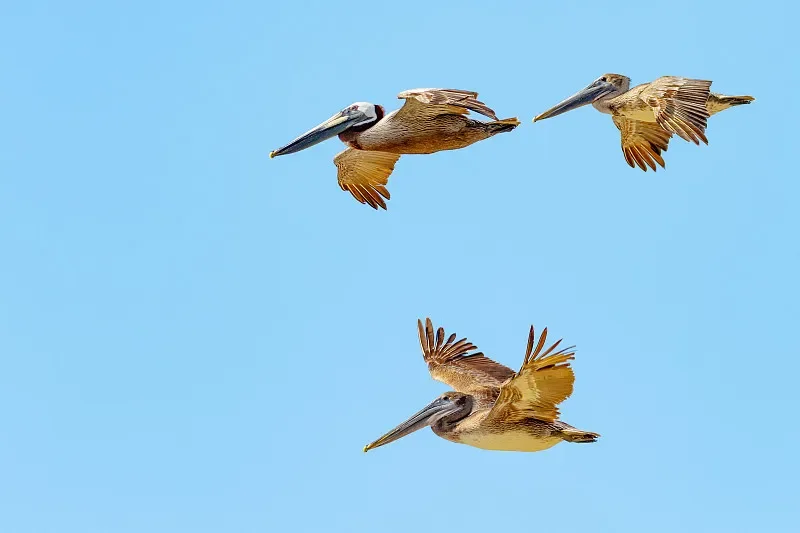 

SKYZONE TX2501 5.8G 2.5W VTX - 56CH Long-Range Video Transmitter, CNC Heat Sink (for Professional FPV Racing Drone)