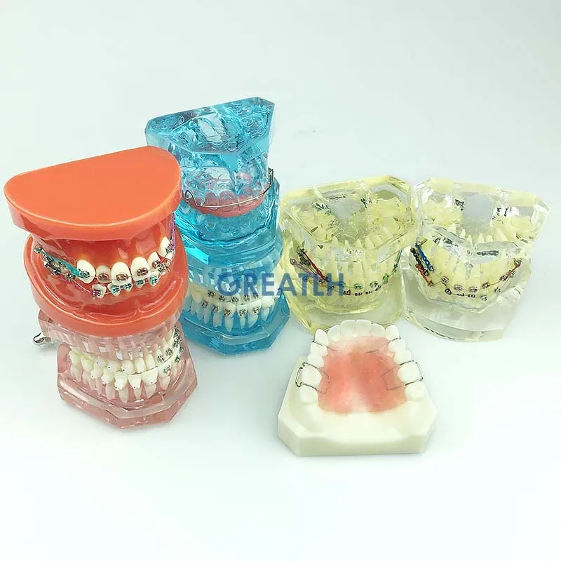 Dental Orthodontic Teeth Model Transparent Teeth Orthodontic Model with Brackets
