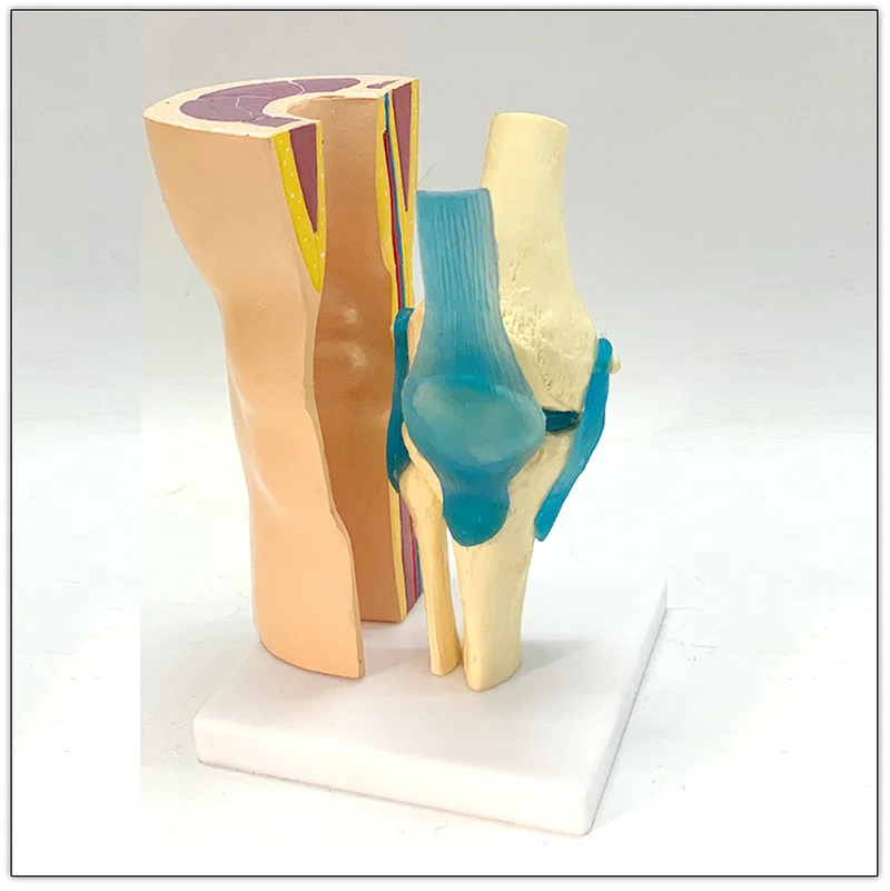 Removable Human knee joint anatomical anatomy models curved simulation skin muscle kneecap meniscus ligament skeleton model