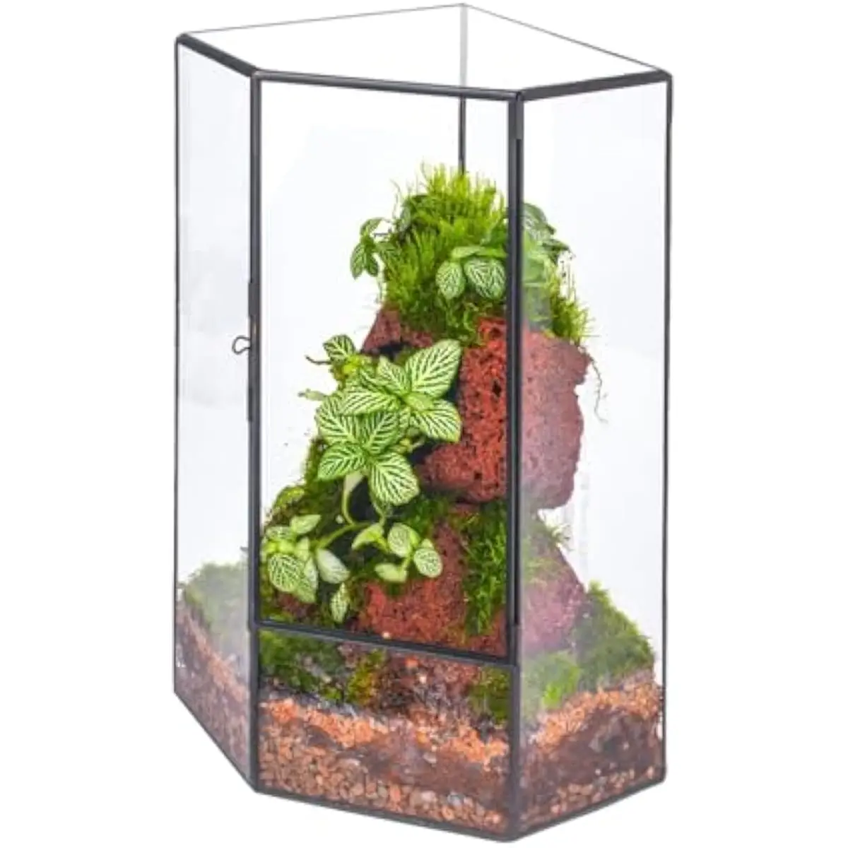 Geometric Pentagonal Glass Enclosure with Front Sliding Door Ideal for Moss Walls Ferns and Low Maintenance Indoor Greenery Mode