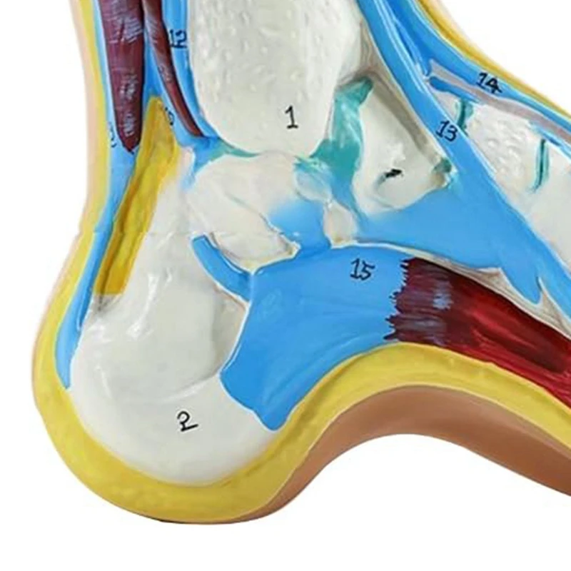 Foot Anatomy Model, Human Anatomy Foot Model, Normal Flat Arched Foot Model, Human Foot Muscle Model Flat Feet