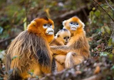 

Matek VTX-F2 5.8ГГц VTX – 2.5Вт, высокая мощность, 48 каналов, корпус из ЧПУ с вентилятором, 7-36В для RC FPV дальнего действия