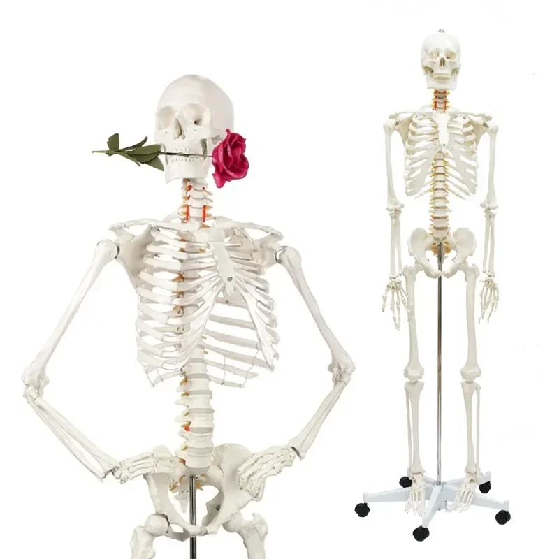 Human Skeleton with 180Cm Life Size White Bone Life Size Plastic Skeleton Model For Teaching