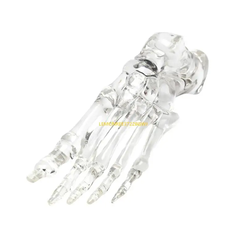 

C90C Educational Human Foot Joint Skeleton Model Clear Left Foot Joint Skeleton Model