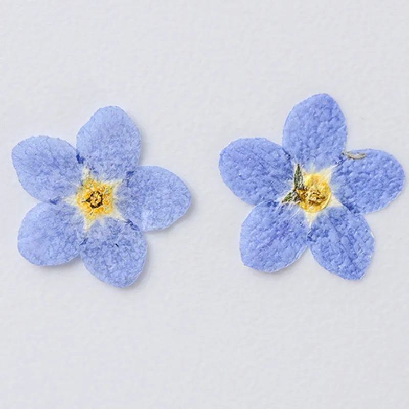 

100Pcs Forget-Me-Not Flowers, Dried Flowers, Pressed Flowers, Handmade Photo Frames, Resin Ornaments, Bookmarks, DIY Real Flower Plant Specimens, Face Stickers, Petals