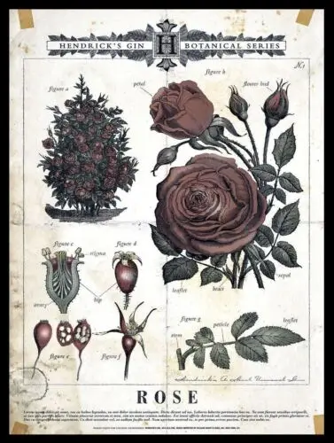 Placa/letrero metálico retro HENDRICKS GIN ROSE, para pub, bar, o la cueva del hombre.