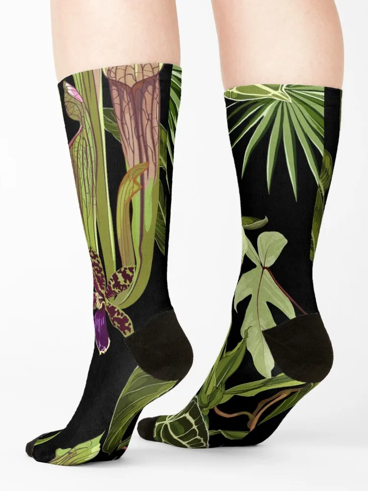Jungle rainforest. Sarracenia, genus of carnivorous plants. Monkey cups exotic liana plant. Socks