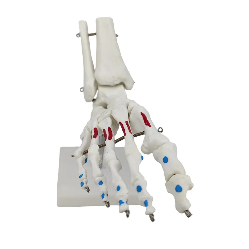 

Заводской прямой штифтовый шарнир стопы с моделью раскраски мышц, человеческий сустав стопы, лодыжный сустав, имитационная модель кости стопы