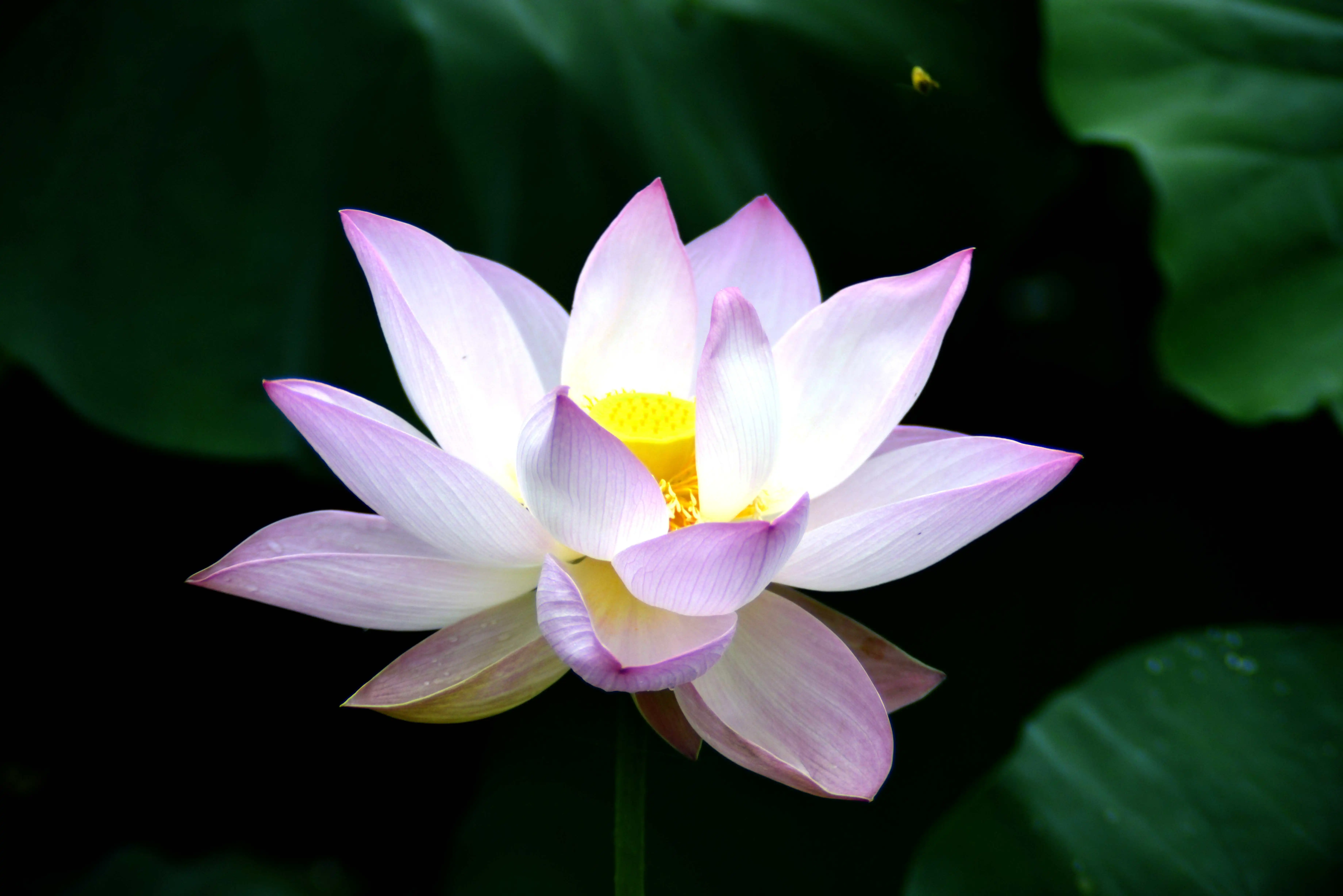 

2 шт. Амортизаторы и гидравлические защитные колпачки для рамы, амортизирующие накладки для радиоуправляемых моделей 1:8, 1:10 (запчасти для RC-машинок Trx, HSP, HPI)