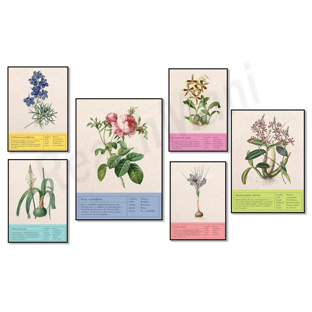 Vintage botanical poster, onion, delphinium, crocus, august lily, water lily, rose, tiger orchid botanical floral wall decoratio
