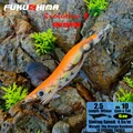 2.5 10ORANGE RB