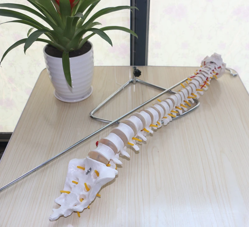 

Natural Spinal Model