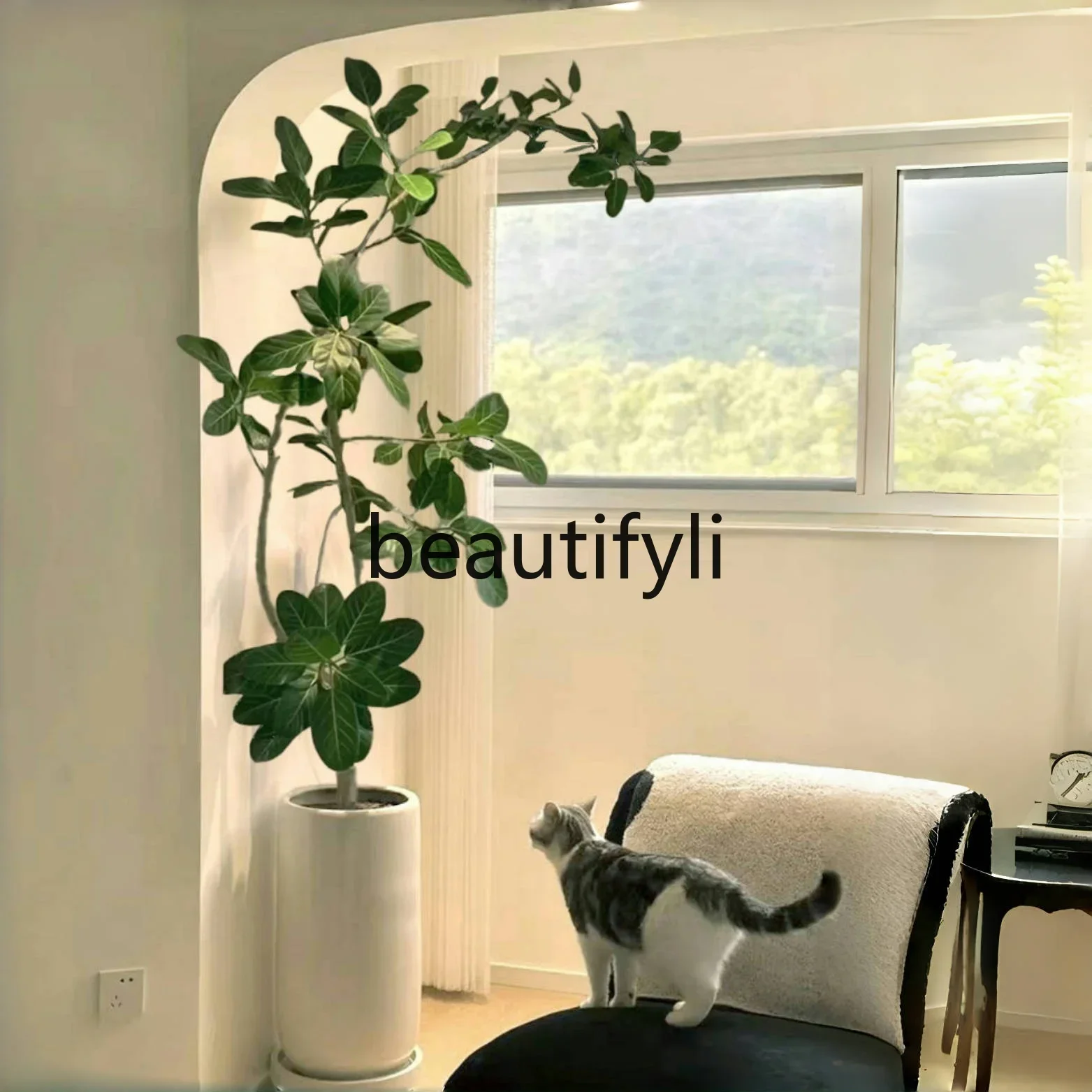 Ficus potted large green plants Golden Ficus alpine Ficus rubber bread tree landing