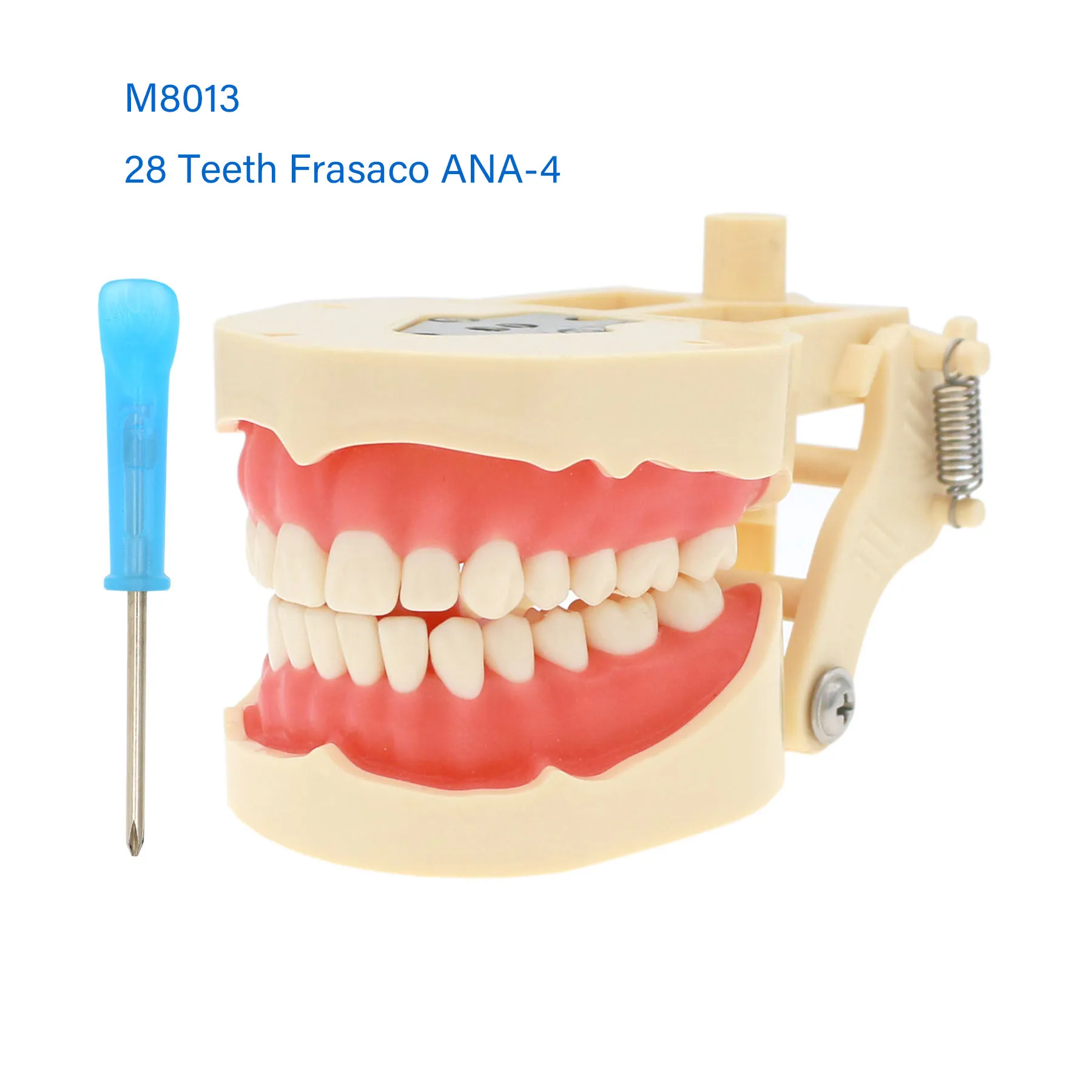 

Restorative Model 28PCS Teeth Replacement Screw-in Fit Frasaco ANA-4 M8013