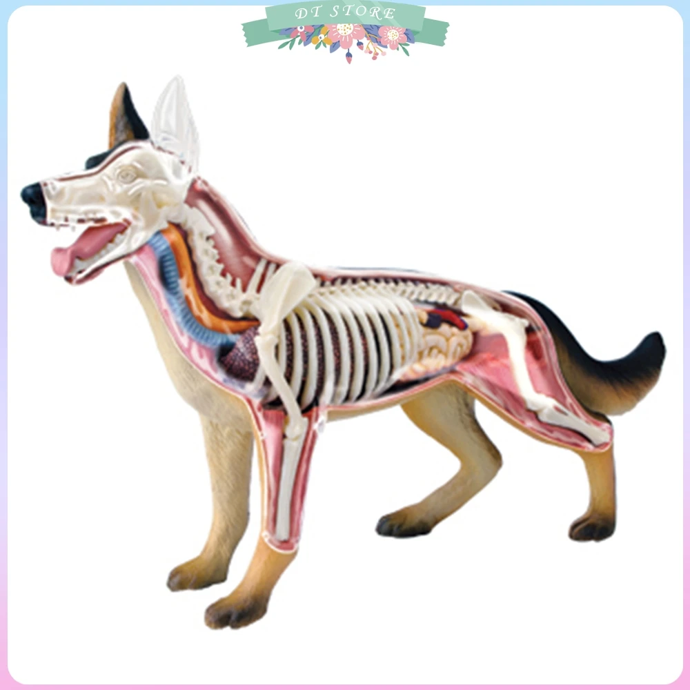 

Animal Organ Anatomy Model 4D Dog Intelligence Assembling Toy Teaching Anatomy Model DIY Popular Science Appliances