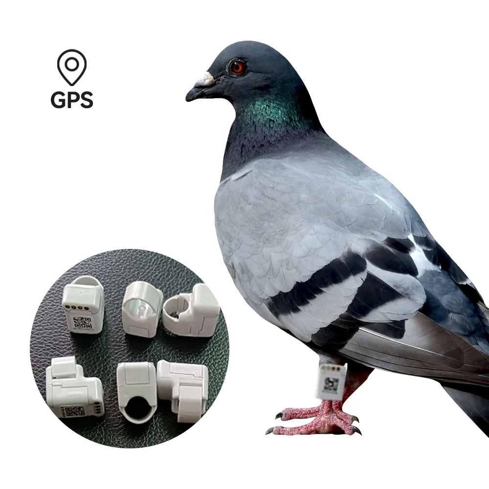 New Arrivals Real-time Positioning Pigeon Racing Training Tracker Gps Pigeon Tracking Chip Ring