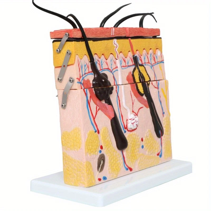 

Human Skin and Hair Structure Enlarge Model 70 Times Skin Layer Structure Model Skin Structure Anatomy Cosmetic Training