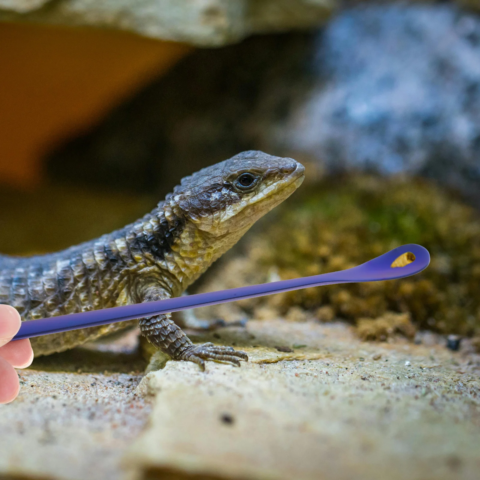 ช้อนป้อนอาหารสัตว์เลื้อยคลานโลหะแข็งแรง 2 ชิ้น ใช้งานสะดวก ช้อนตักอาหารกิ้งก่า ช้อนป้อนอาหารสัตว์เลื้อยคลาน ช้อนตักอาหารสัตว์เลี้ยง
