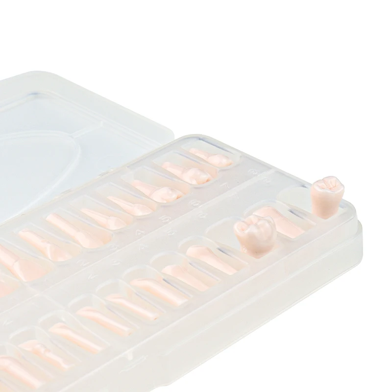 32 pz/set Dentale Endodonzia Denti Modello Bocca Completa Canalare Pratica Modello di Studio Endo Denti Blocco Formazione