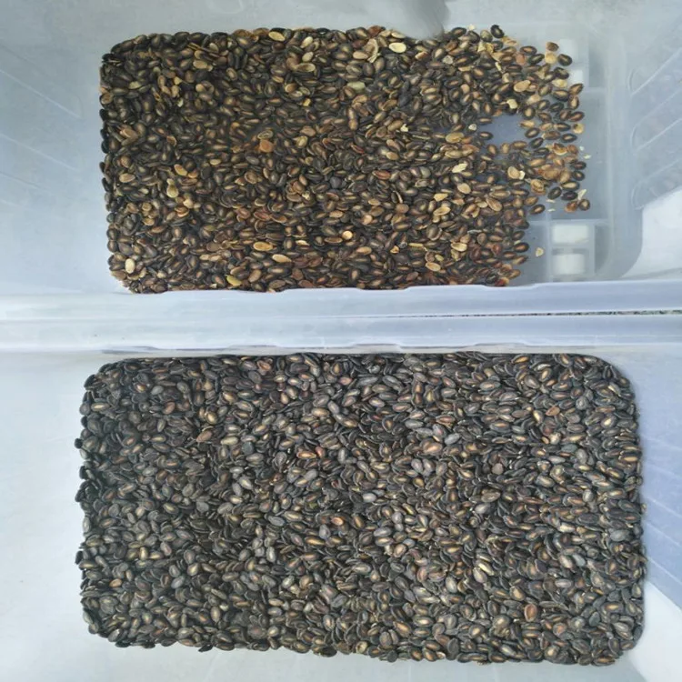 Selezionatore di colori in plastica completamente automatico Mini selezionatore di colori per tè Selezionatrice di colori per cereali