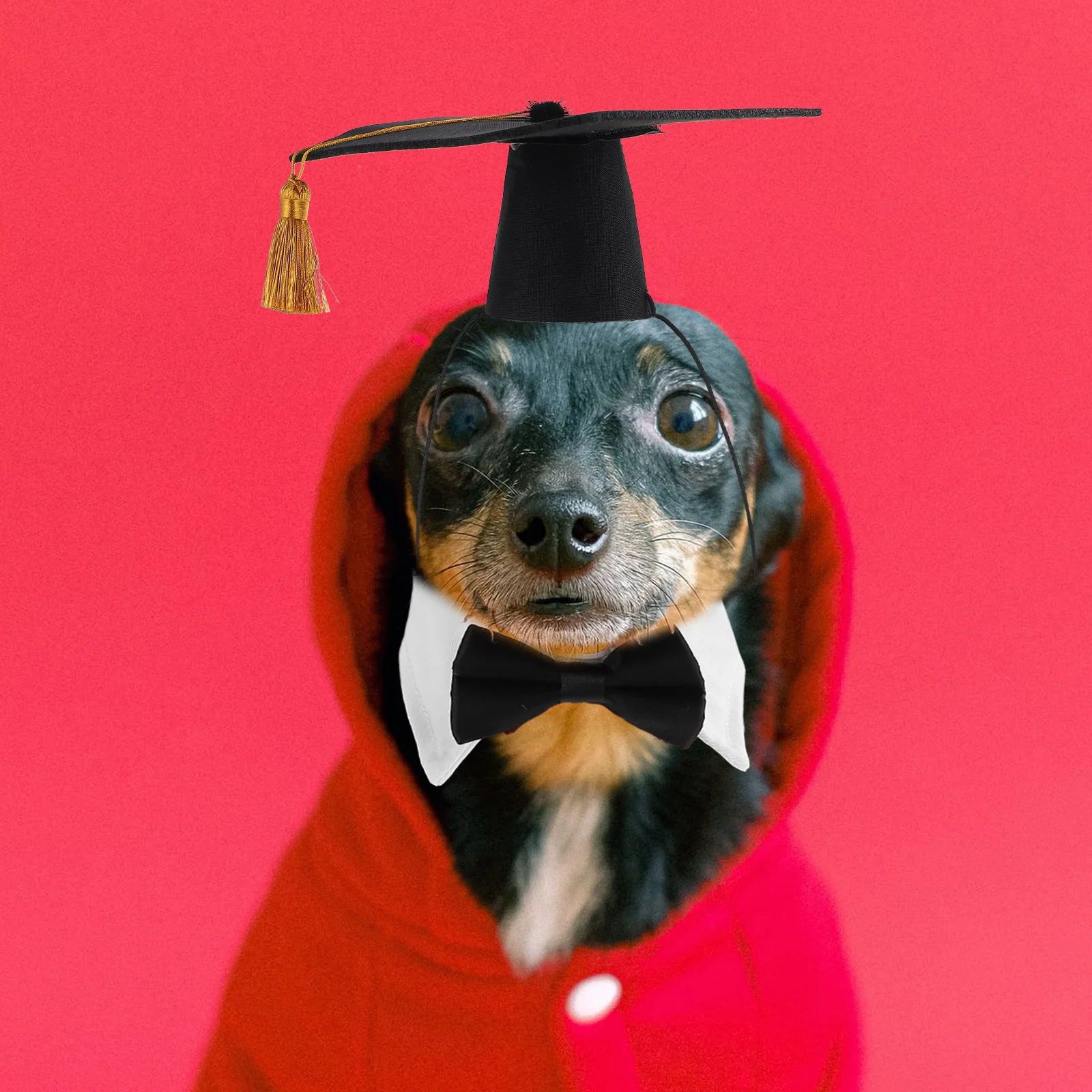 

Premium Polyester Pet Graduation Suit Collar Kit Graduation Party Dog Outfit Photo Prop Apparel Accessories Dog Hat