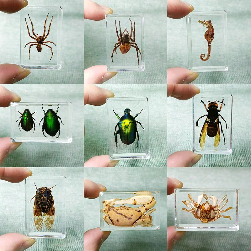 Real Insect Specimens are Wrapped in Resin, Desktop Decoration, Insects Teaching, Children's Gifts, Biology Class Props, , 4.3cm