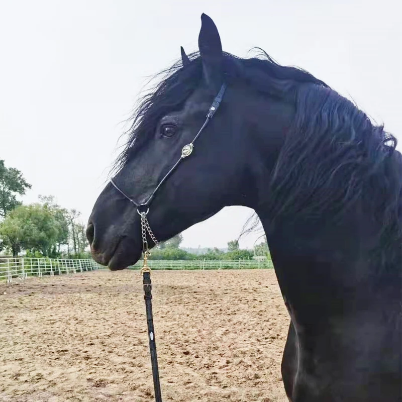 Show Hoofdstel Paardenuitrusting, Duurzaam Paard Teugel Halter Headstall Harnas Banden Paardrijtouw