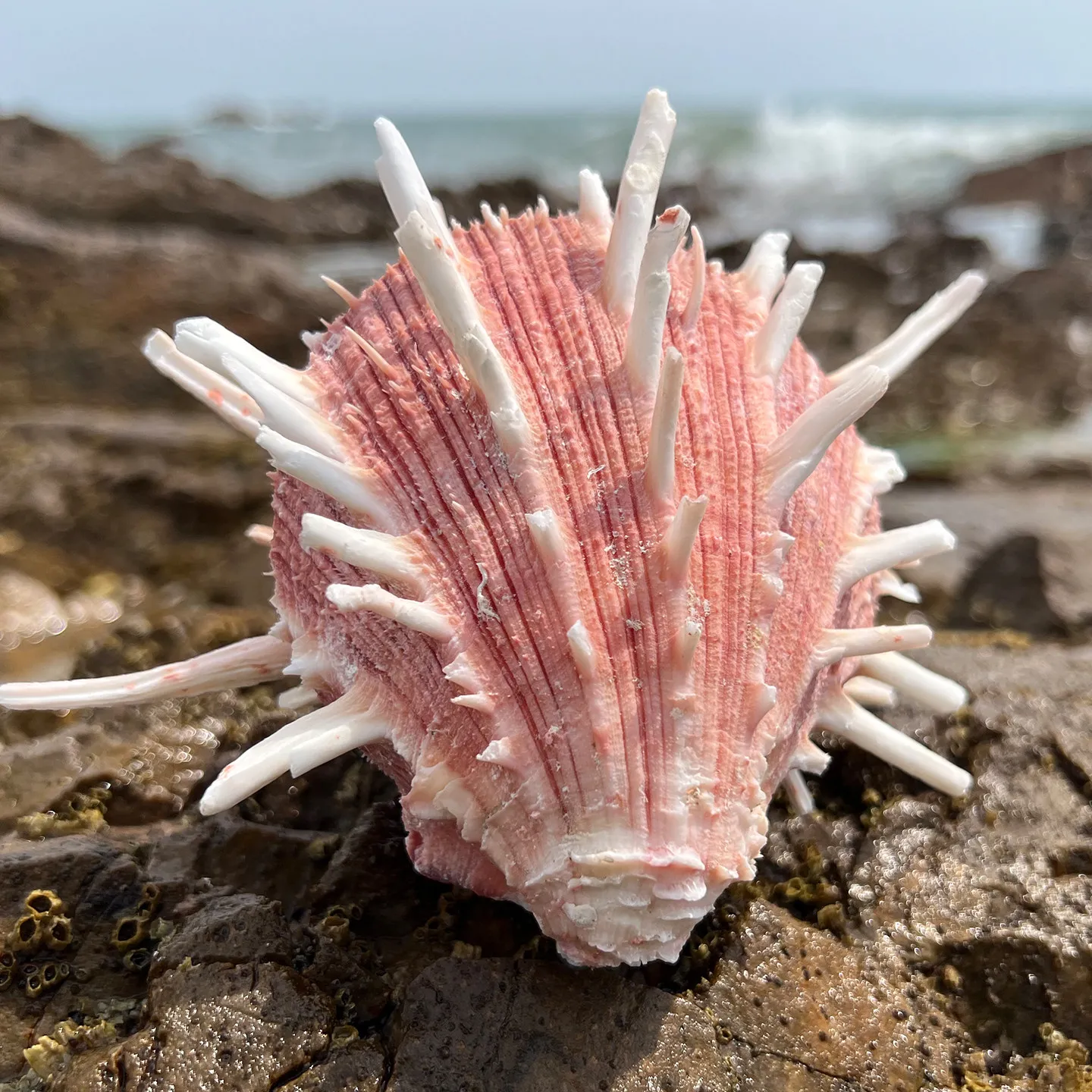 12-15CM Red Spondylus Regius Natural Large Spiny Oysters Thorny Oyester Collection Specimen Beach Decoration Fish Tank Supplies