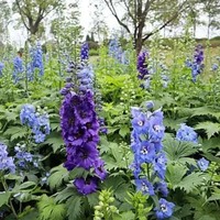 GEPRC TAKER F411-12A-E 1-2S AIO F411 Flight Controller 4in1 12A ESC BMI270 ELRS 2.4G 3.0 RX 25.5X25.5mm DarkStar20 Cinewhoop RC