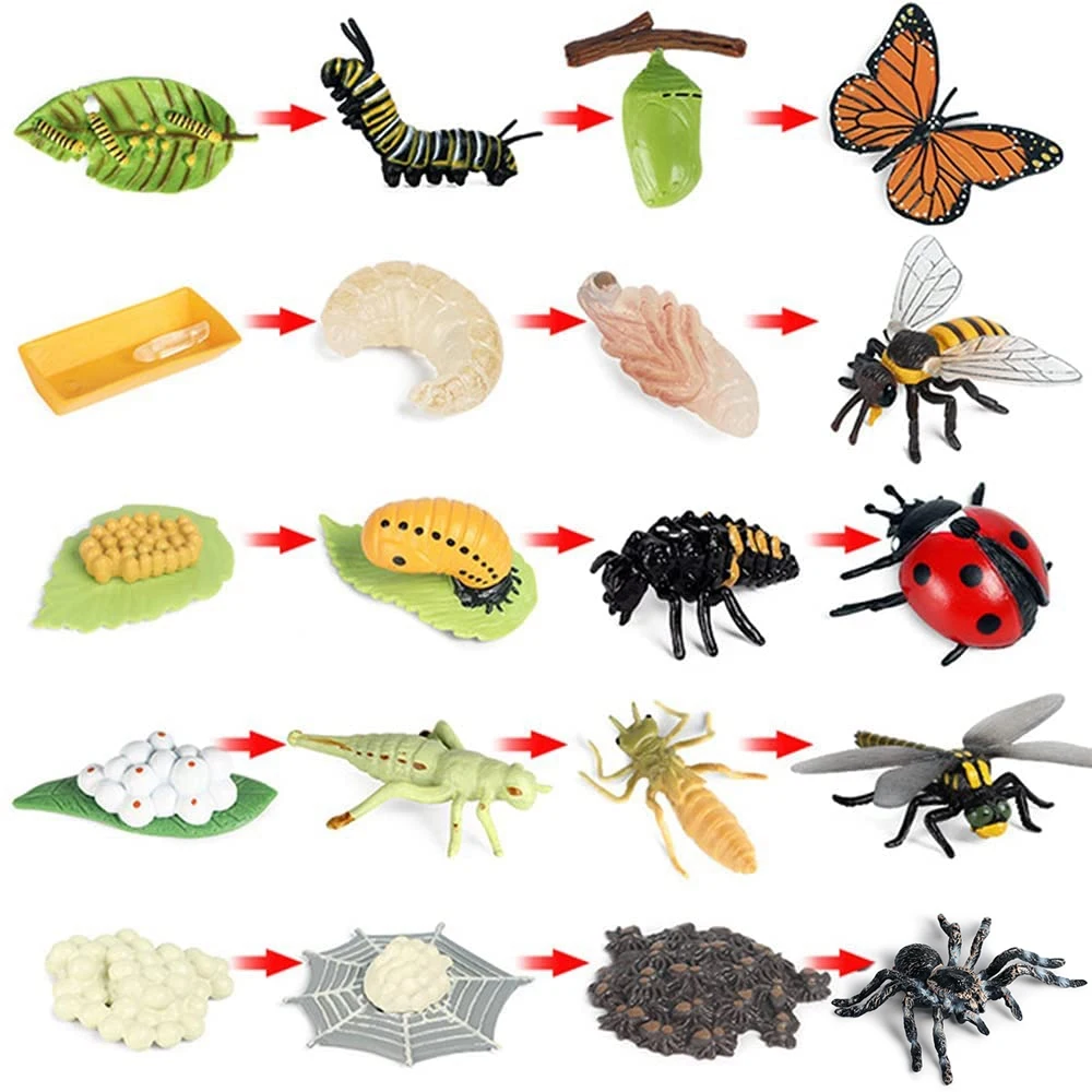 Life Cycle Figurines of Butterfly Spider Bee Ladybug Dragonfly Plastic Insect Bug Figures Toy School Project for Kids