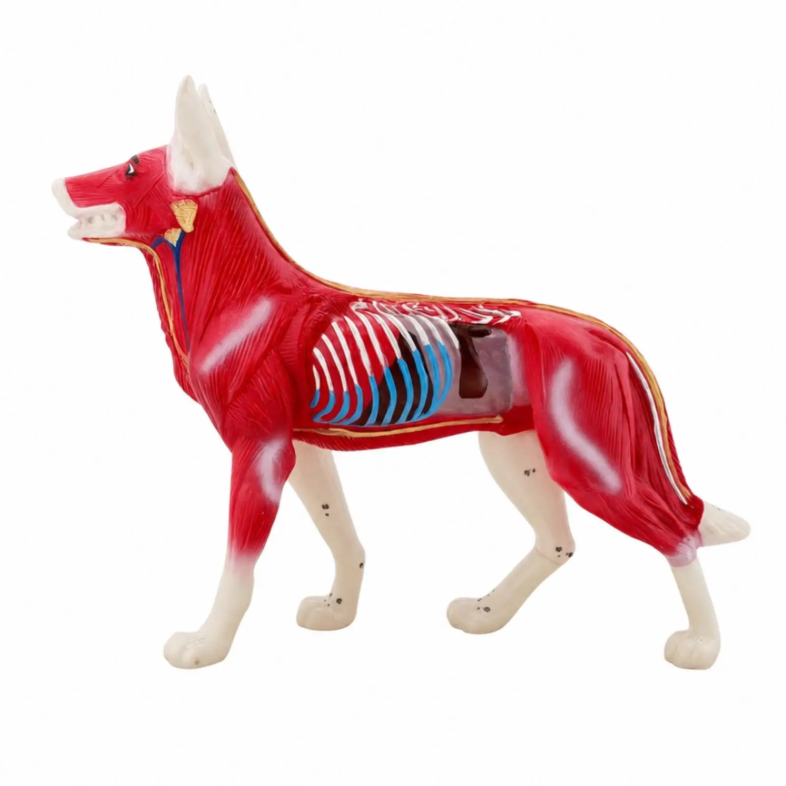 PVC Veterinary Training Aid Double Sided Dog Acupoint Model with Head Neck Trunk Limb Points for Anatomy Study