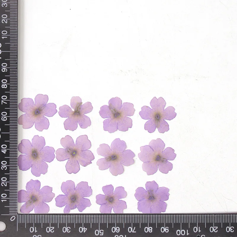 12 Stück, echte getrocknete Blumen, Prägematerialien, DIY-Zubehör für Epoxidharz, für Handyhüllen, Nagelkunst, Gesichtsaufkleber, handgefertigte Dekoration – Detail 9
