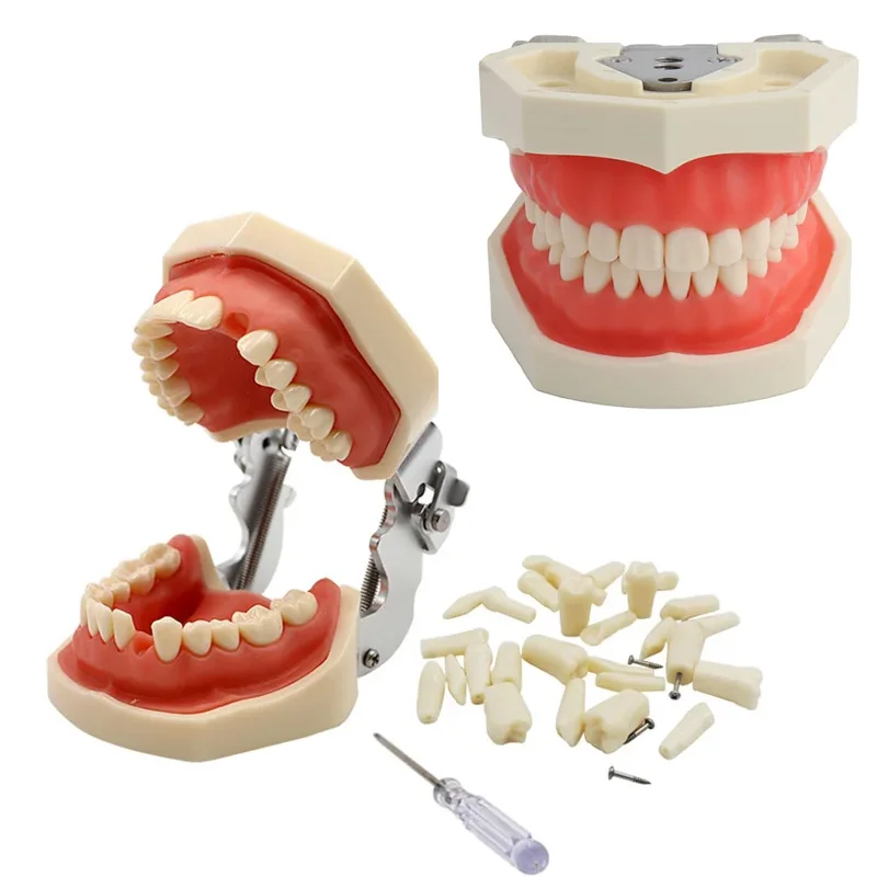 1Pcs Dental Standard Tooth Model With Removable 28/32 Screw-In Teeth Gum Teeth Jaw Teaching Models Dental Typodont Model