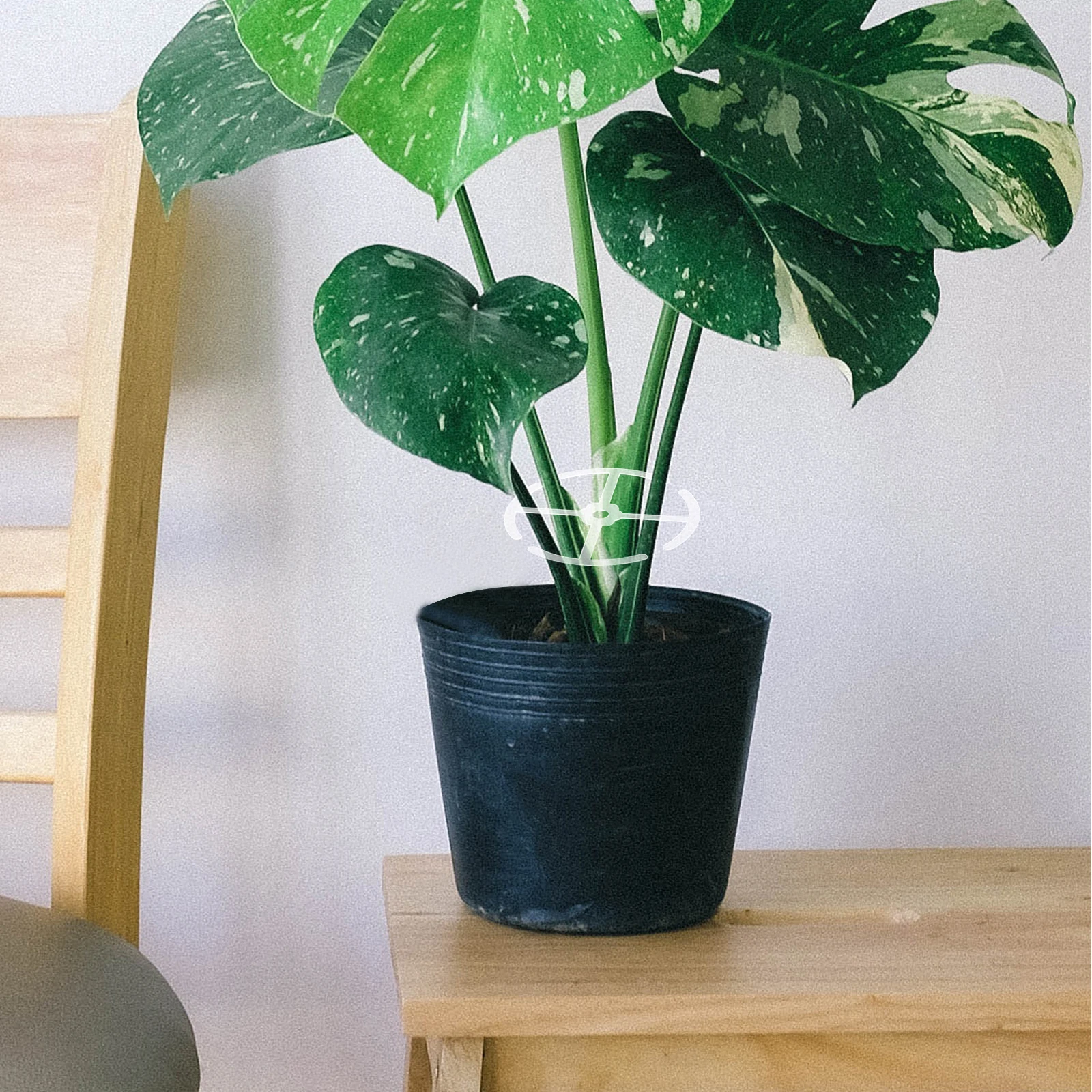 

4pcs Plant Climbing Stem Support Acrylic Holder Bonsai Fixing Rack Garden Supply Indoor Yard Stems Holders Flowerpot