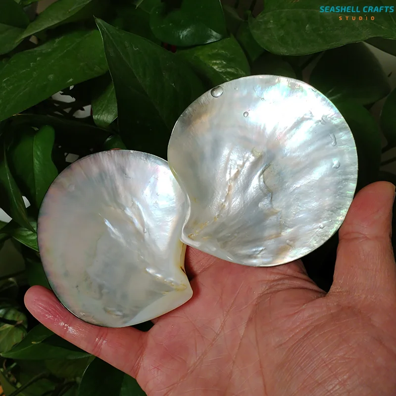 Black Mother of Pearl Shells Polished Pinctada Margarilifera Sea Shell Handmade Creative DIY Jewelry Beads Caviar Container