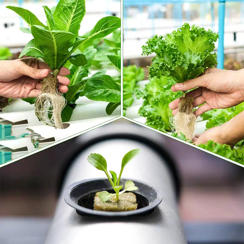 50/100Pcs Stonewool Hydroponic Grow Media Cubes Plant Cubes Soilless Substrate Seeded Rock Wool Plug Home Garden Seedling Block