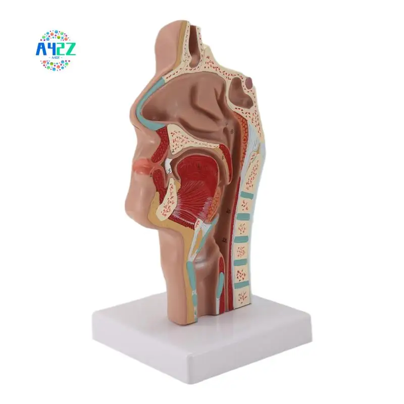 A42Z-Nasal Cavity Throat Anatomy Model Human Anatomical Pharynx Larynx Model For Students Study Display Teaching