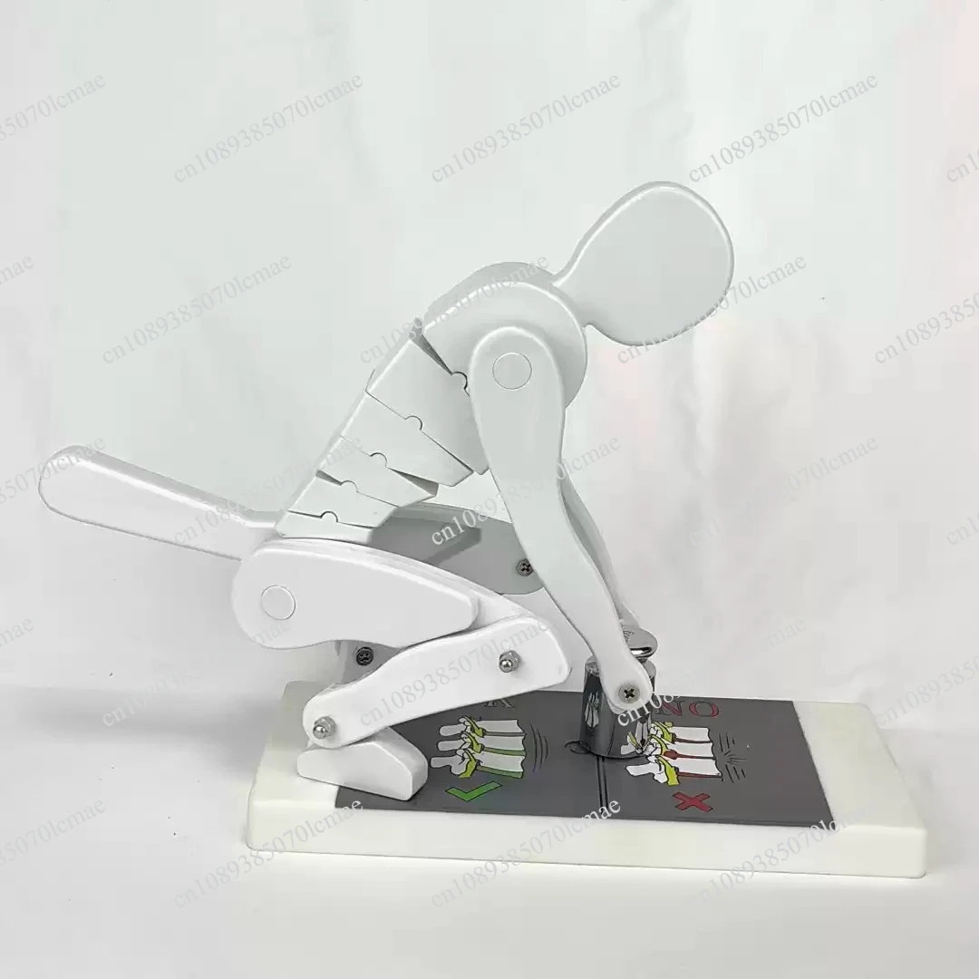 Human Weightlifting Training Model, Bending and Squatting Exercise Demonstration Figure for Fitness and Lifting Practice