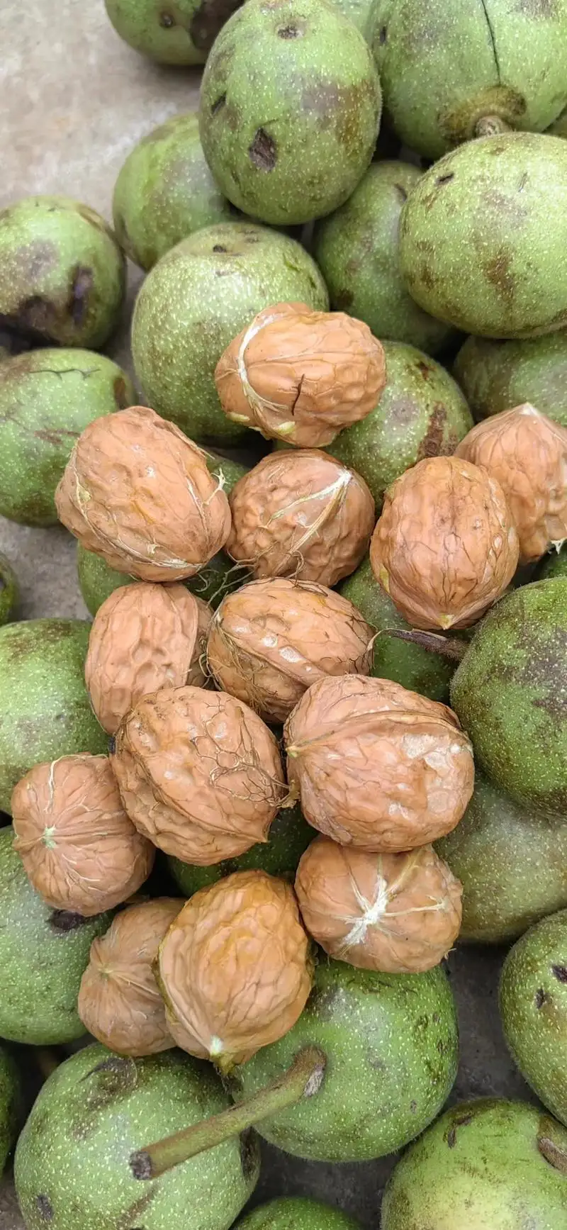 Machine à éplucher les noix automatique