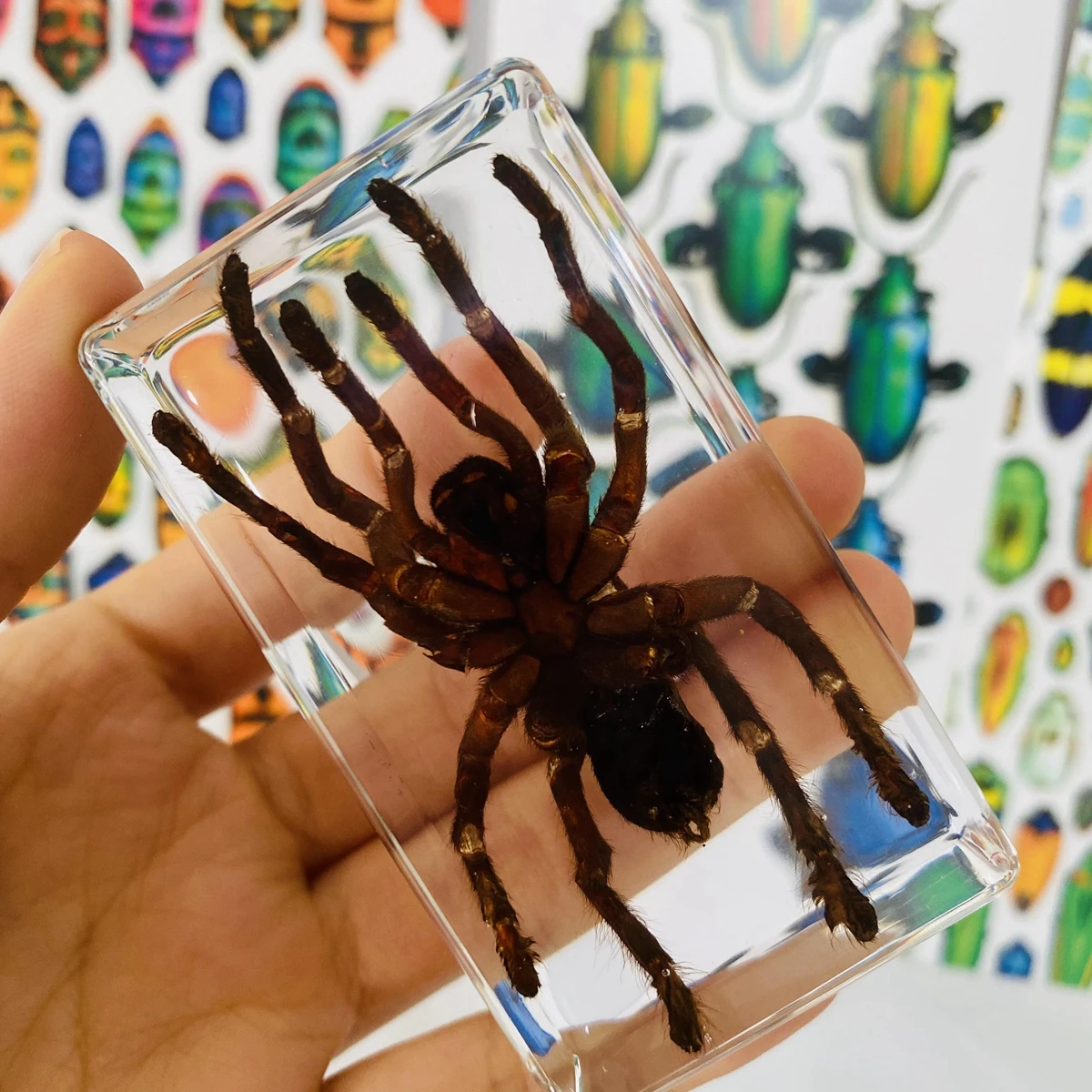 Large size 11CM Teaching true small animals spider resin true insect bird-catching Spider Garden Spider