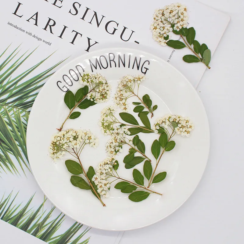 Discover the Beauty of Leaf the: A Complete Guide to Dried Flowers for Art, Craft, and Nature-Inspired Decor