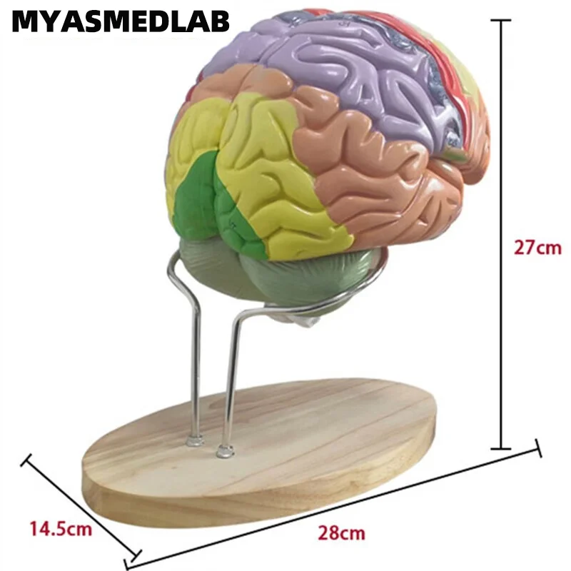 2X Brain Anatomy Model, Psychological Teaching Trunk and Limb Cortical Layer Partition Model，Brain Anatomy Model Specimen