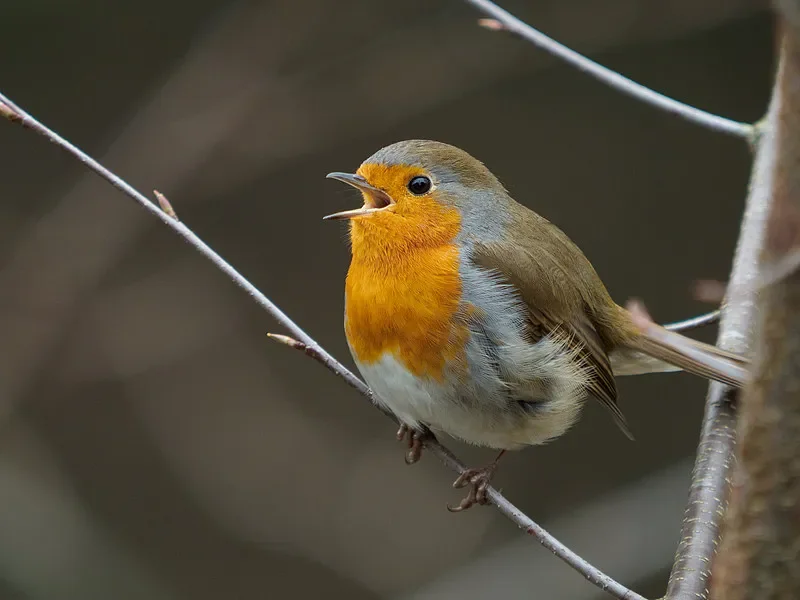 

Оригинальные детали BETAFPV Cetus Pro/X — запасная рамка для дрона FPV, подлинная