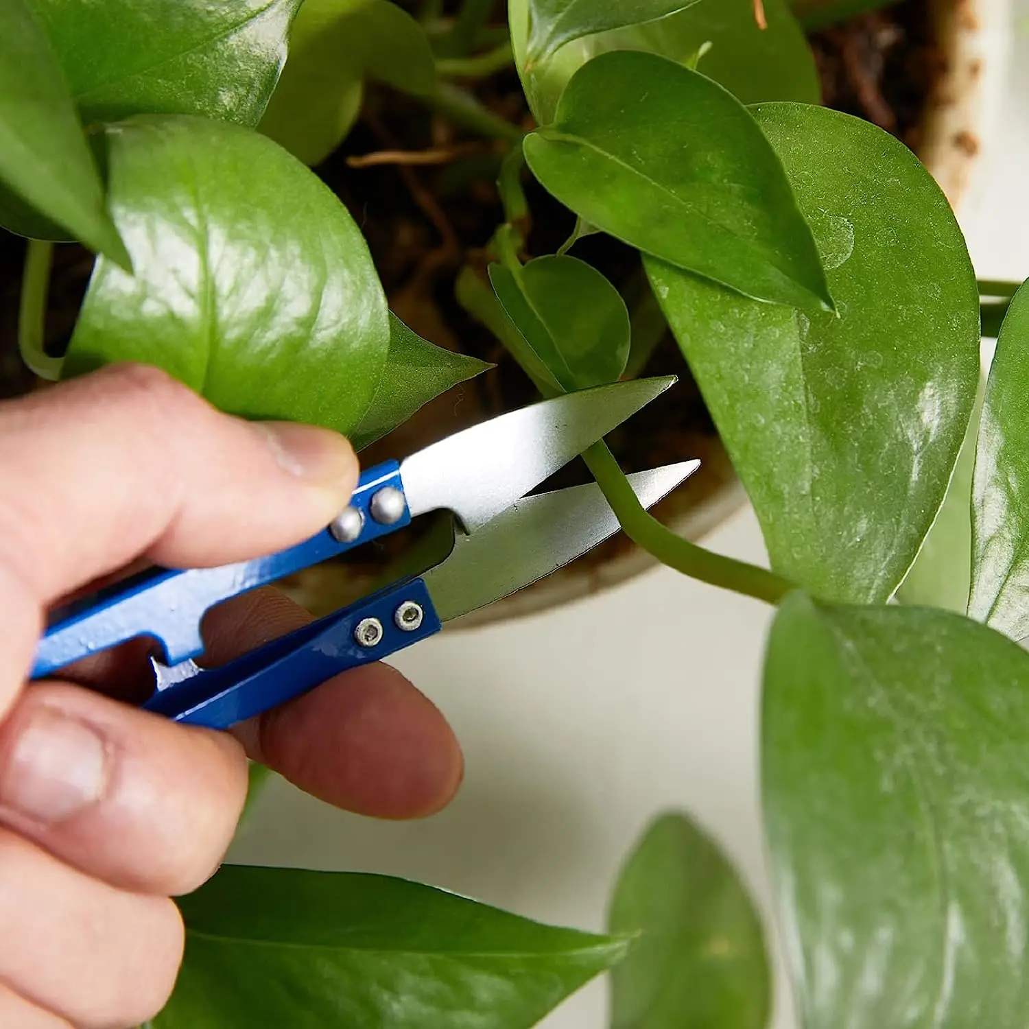 6 pezzi cesoie da giardino cesoie da giardinaggio per cesoie da potatura per fiori succulenti germoglio foglie trimmer bonsai potatore attrezzo da