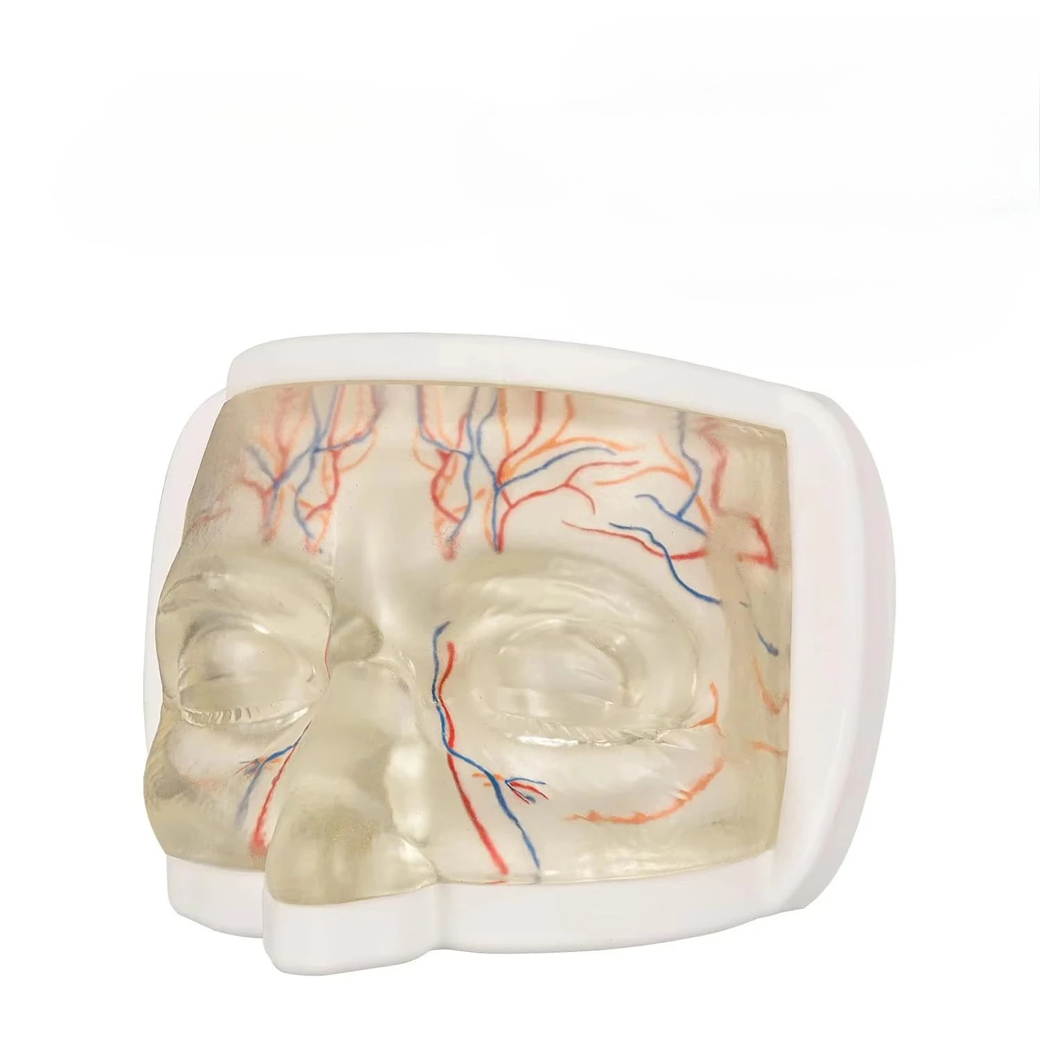 Eye Injection Training Model Transparent Face Model Simulation Practice Education Tool