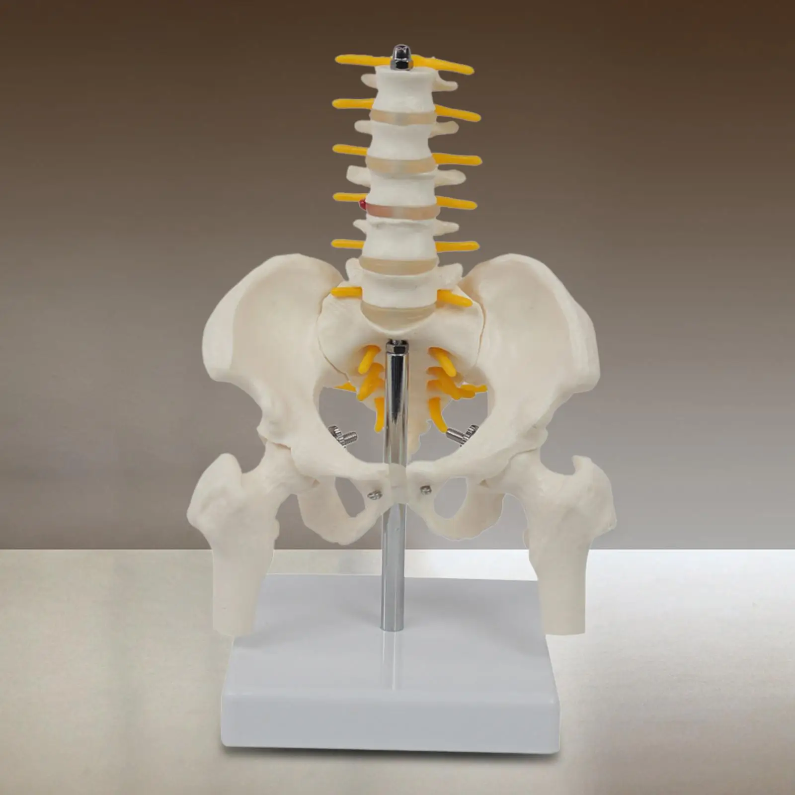 Life-Sized PVC Human Pelvis and Vertebrae Teaching Set for Children's Education