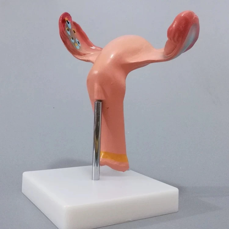Magnified Female Uterus Ovary Model Human Reproductive Organ Anatomy Teaching Aid for Gynecology Obstetrics