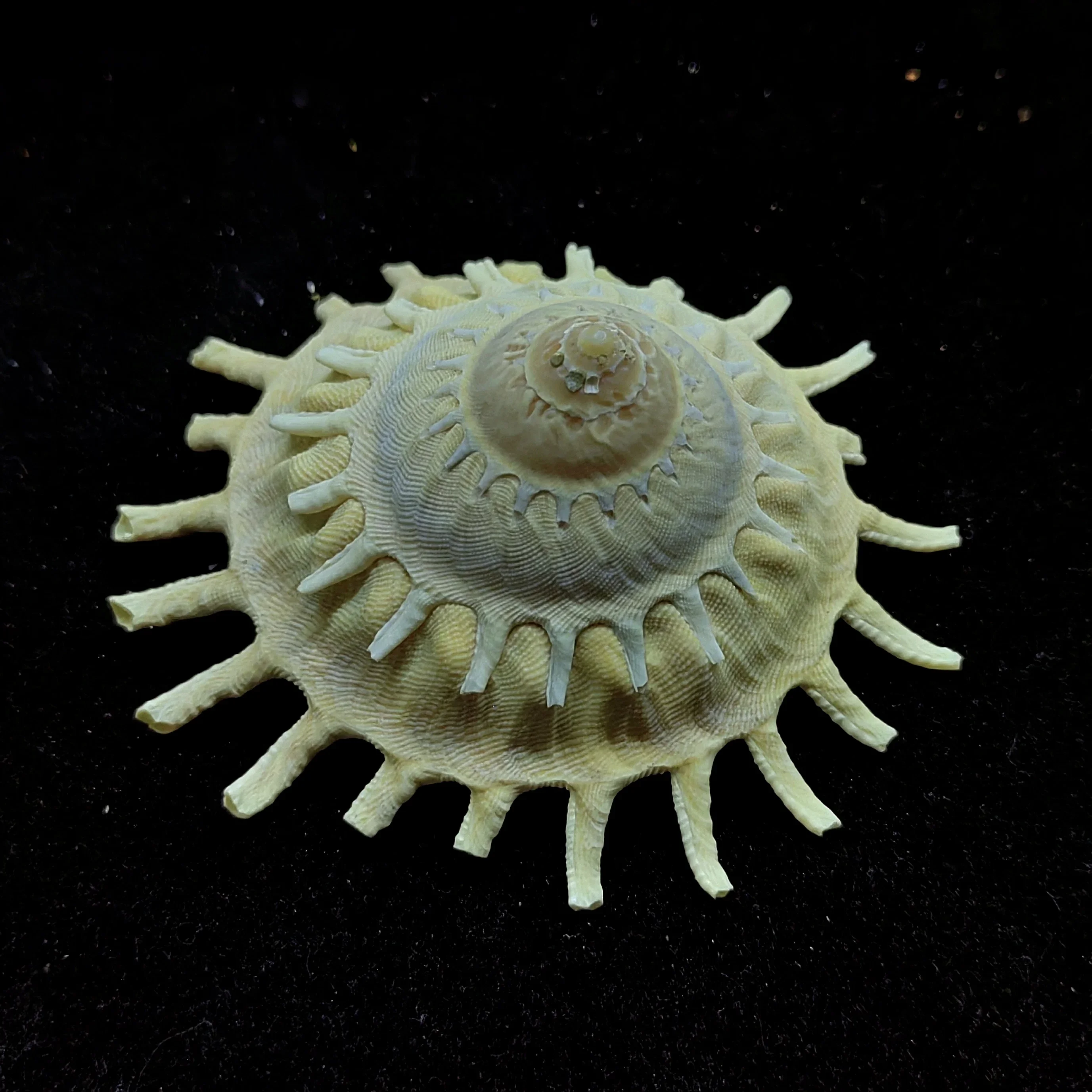 

9CM-10CM Genuine Pallid Carrier Shell Xenophora Pallidula Sea Shells Ocean Conch forHome Decorating Beach Collection Fish Tank